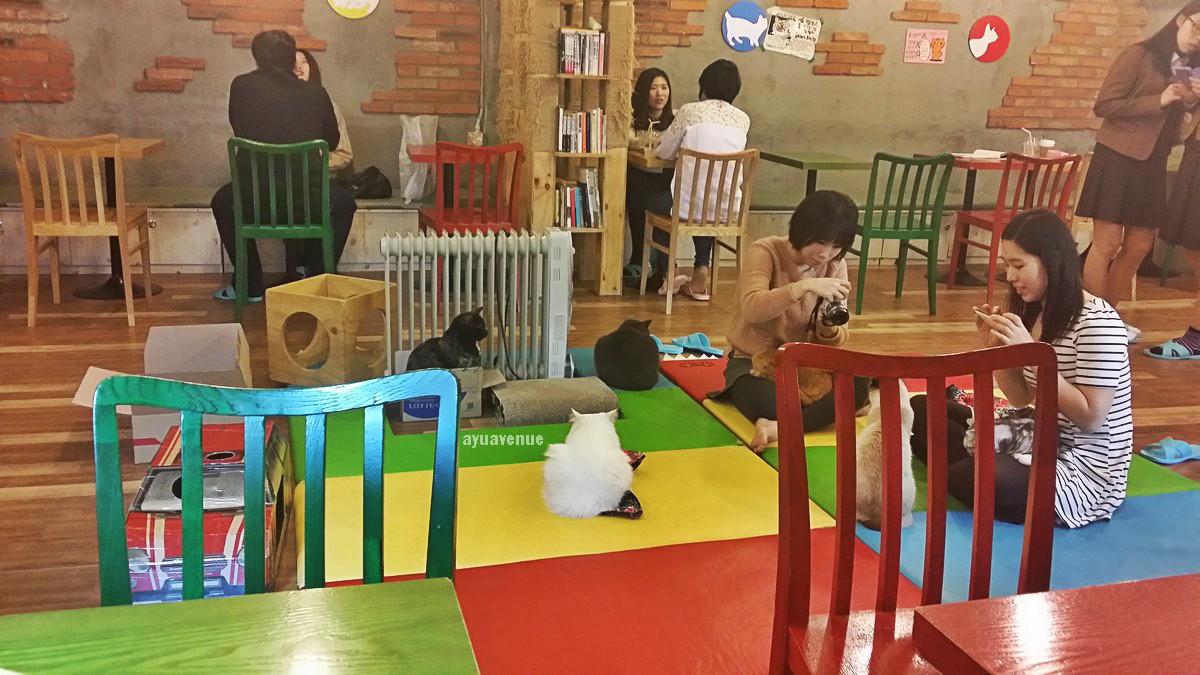 Cat lover heaven: Godabang Cat Cafe Hongdae – ayuavenue